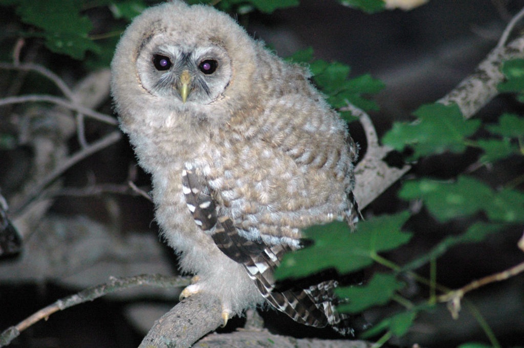 mexican-spotted-owls-zion-national-park-forever-project